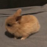 (boy nugget) Mini lop and Lionhead mix