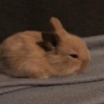 (girl cookie) mini lop lion head mix