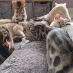 Bengals are lap cats