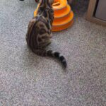 2 x TICA Registered Bengal