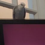 talking year old cockatiel