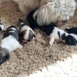 Beautiful litter of Shih Tzu puppies