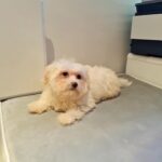 4 bichon frise pups in London