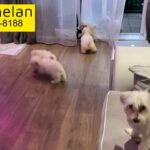 5 Bichon Maltese Puppies