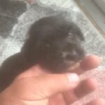 yorkie x spaniel