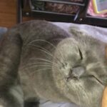 milo wants a new home
