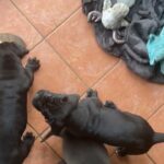 Outstanding pedigree Cane Corso puppies