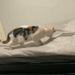 female cat for sale