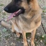 Belgian shepherd