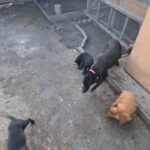 Malinois Carbonne puppies for sale