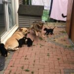 special Labrador cross