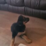 rottweiler x german shepard