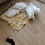 bichon frise puppy