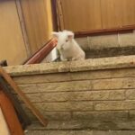 lionhead Rabbit