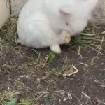 Lionhead Rabbit