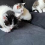 3 beautiful kittens