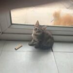 tabby kitten