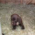 cocker spaniel