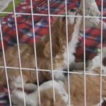 Adorable King Charles Spaniel Puppies