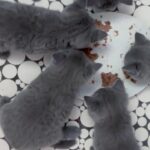 british shorthair kittens
