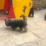 1100£ Yorkshire terriers in London