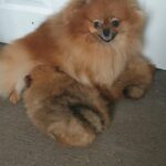 KC registered Pomeranian