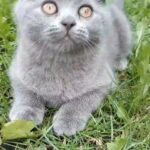 Scottish fold kittens
