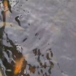 koi 5 to 6 inch