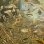 koi fry 10 weeks old 20 fish in Essex