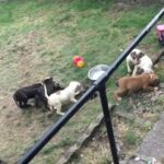 American bull dog puppies