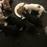 American bull puppies