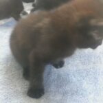 kitten for sale!!