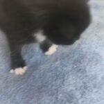 kittens for sale !!