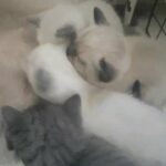 6 British Shourt Hear kittens