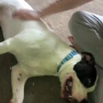 male American bulldog