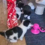 beautiful black and white kittens