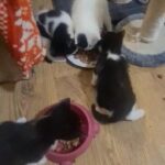 beautiful black and white kittens