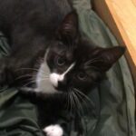 Kittens for sale