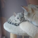 snow bengal boy