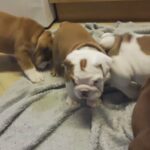 Bulldog puppies