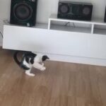 black and white female kitten
