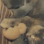 6 British shorthair kittens available GCCF registered