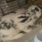 male rabbit