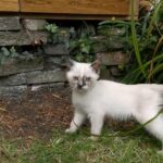 Meet your new friend, Regina