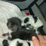 3 beautiful kittens