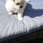 Maltese puppies for sale.