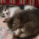 2 blue eyed part Bengals for Sale