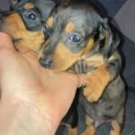 miniature dachshunds