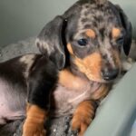 dapple miniature dachshund