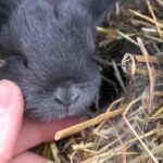rabbits for sale